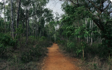 Turahalli Forest